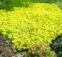 Очіток Ауреум