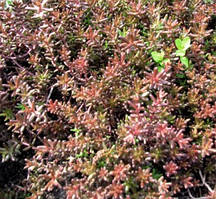 Очіток білий атропурсуреа