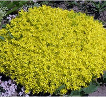 Очиток їдкий