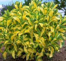 Очиток Медиавариегата