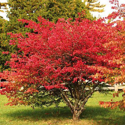 Саджанці Бересклета Європейського (Euonymus Europaeus) P9