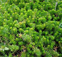 Очиток скальний