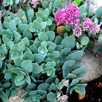 Очіток Еверсу