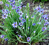 Сисюринхіум, фото 2