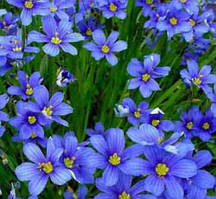 Сисюринхіум