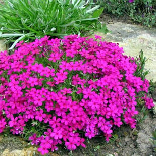 Саджанці Флокса малинового Спрайт  (Phlox Sprite) P9