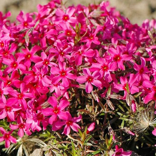 Саджанці Флокса Атропурпуреа (Phlox Atropurpurea) P9