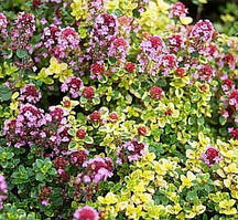 Чебрець лимонний