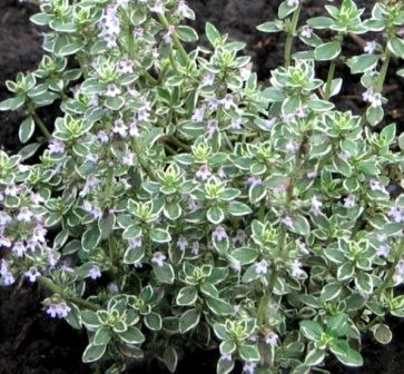 Чебрець лимоннопахнучий Silver Queen