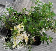 Чабрец вариегата