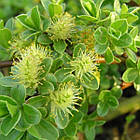 Саджанці Верби Сланкої (Salix Simulatrix) P9, фото 2