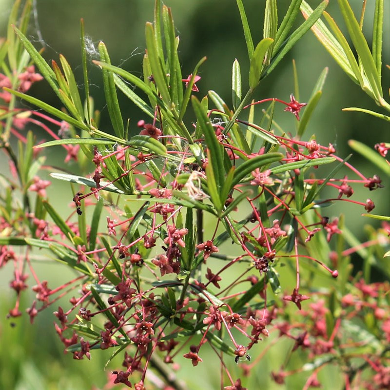 Саджанці Бересклету Карликового (Euonymus Nanus) P9