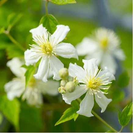 Саджанці Клематиса Саммер Сноу (Clematis Summer Snow) Р9