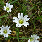 Саджанці Ясколки Зеленої (Cerastium Arvense) P9, фото 4