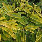 Саджанці Форзиції проміжної (Forsythia x intermedia) С1.5, фото 2