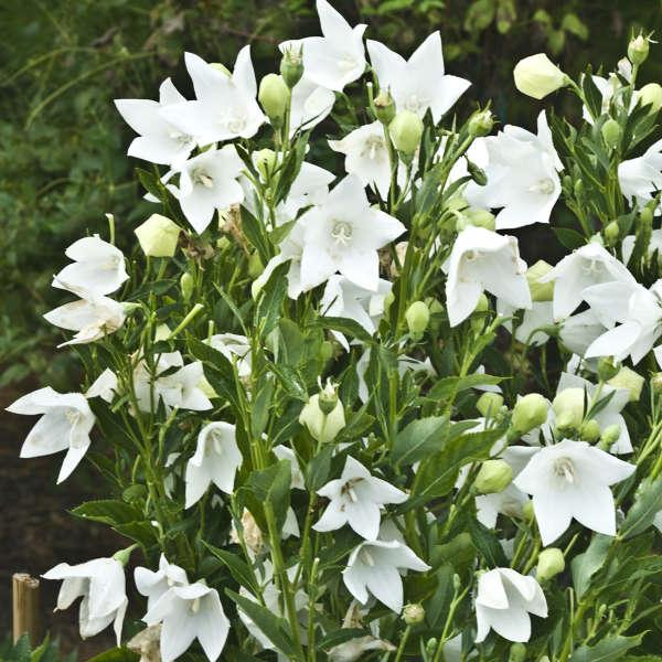 Саджанці Платикодону крупноквіткового білого (Platycodon grandiflorus alba) P9