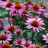 Саженцы Эхинацеи Пурпурной (Echinacea Purpurea) P9