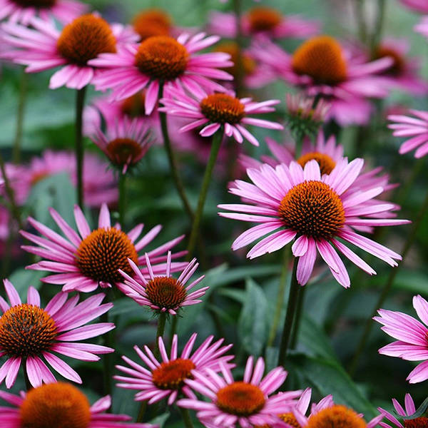 Саджанці Ехінацеї Пурпурної (Echinacea Purpurea) P9