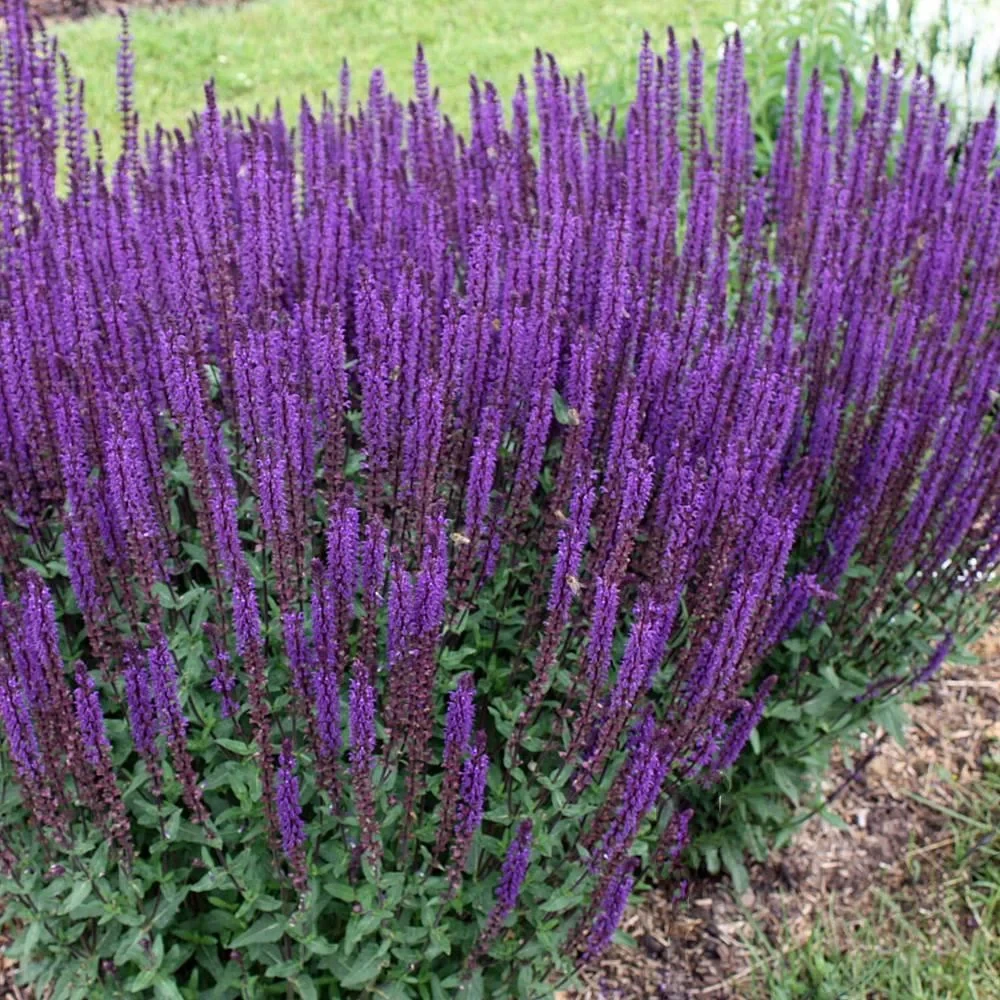 Саджанці Шавлії дібровної Карадонна (Salvia nemorosa Caradonna) Р9, фото 1