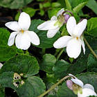 Саджанці Фіалки Садової Білої (Viola Odorata Alba) P9, фото 2