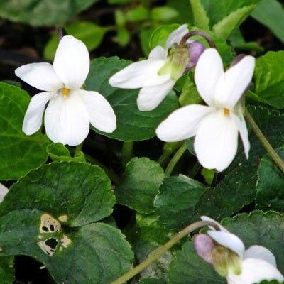 Саженцы Фиалки Садовой Белой (Viola Odorata Alba) P9 - фото 2 - id-p1868134142