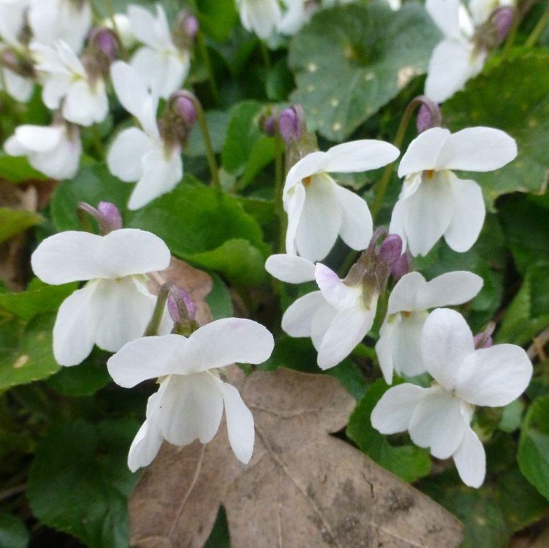 Саджанці Фіалки Садової Білої (Viola Odorata Alba) P9