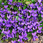 Саджанці Фіалки Садової Фіолетової (Viola Odorata Violaceum) P9, фото 2