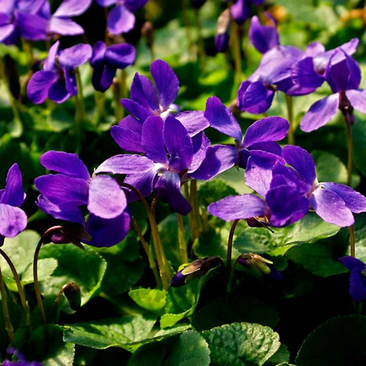 Саджанці Фіалки Садової Фіолетової (Viola Odorata Violaceum) P9