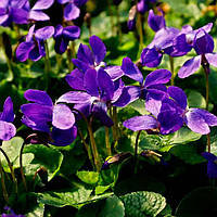Саженцы Фиалки Садовой Фиолетовой (Viola Odorata Violaceum) P9