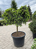 Ялина звичайна (Picea abies) "Formanek"/Stam 55 см/ С35 L