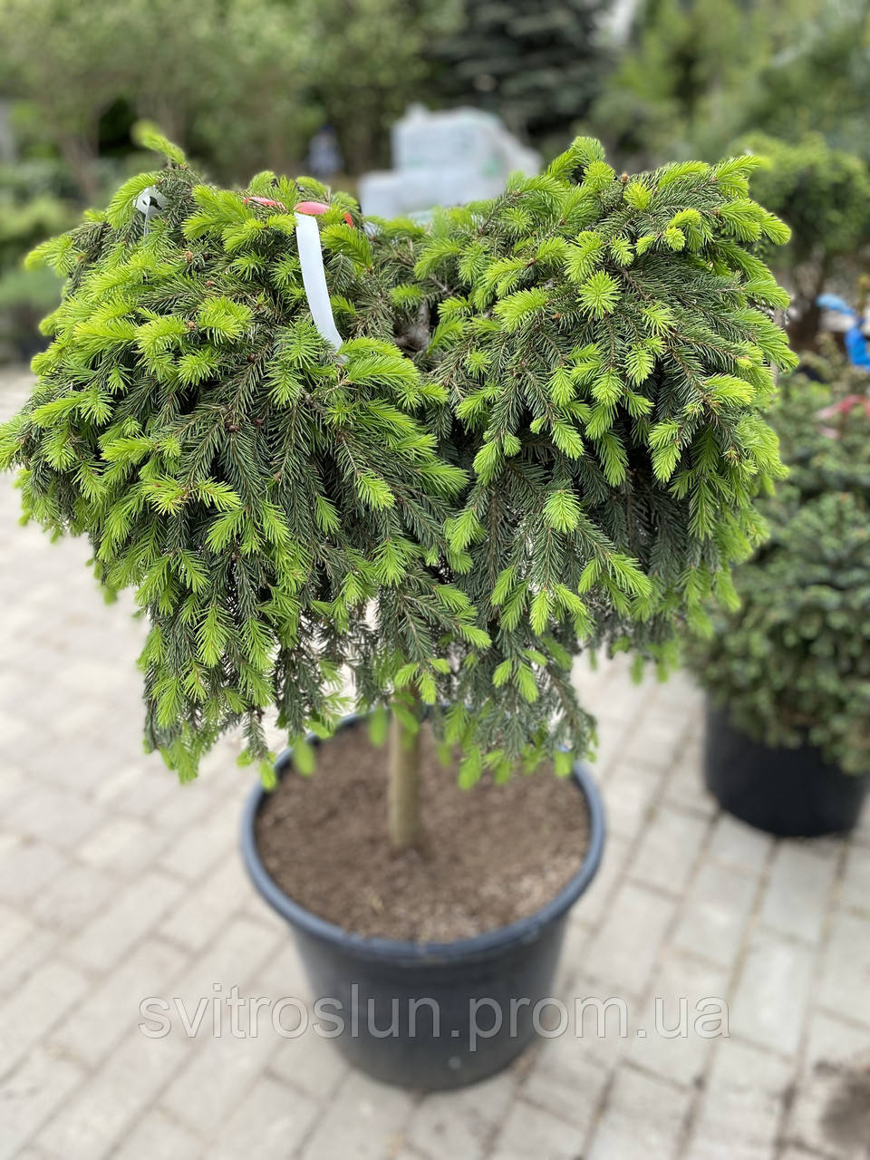 Ялина звичайна (Picea abies) "Formanek"/Stam 55 см/ С35 L - фото 4 - id-p1868165818