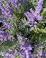 Перовскія "Lacey Blue". Perovskia atriplicifolia "Lacey Blue".