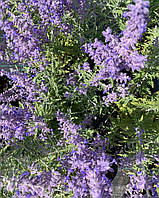 Перовскія "Lacey Blue".
Perovskia atriplicifolia "Lacey Blue".