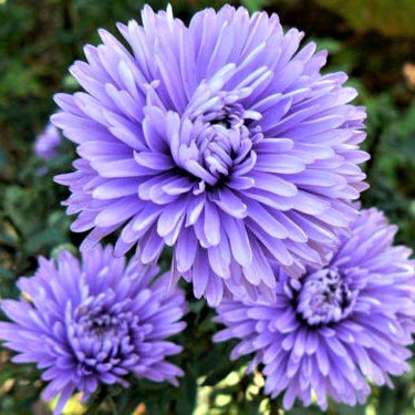 Саджанці Айстри новобельгійської Індиго Айс (Aster novi-belgii Indigo Ice)