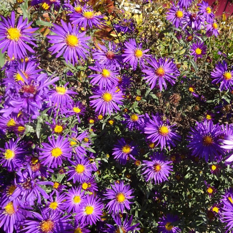 Саджанці Айстри новобельгійської Пурпл Доум (Aster novi-belgii Purple Dome)