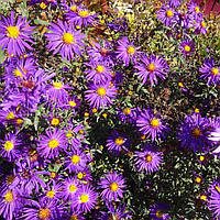 Саджанці Айстри новобельгійської Пурпл Доум (Aster novi-belgii Purple Dome)