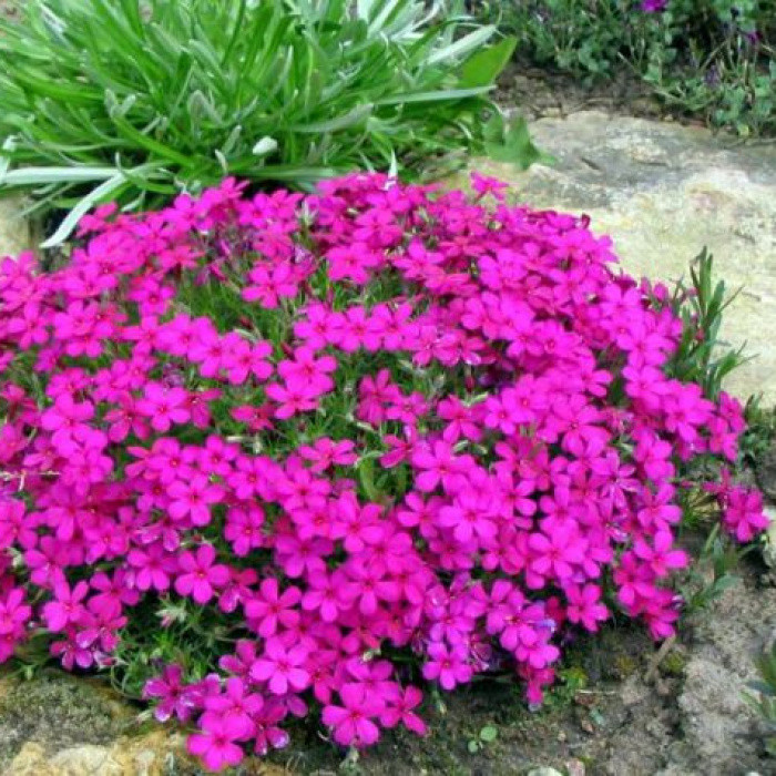Саджанці Флокса малинового Спрайт  (Phlox Sprite)