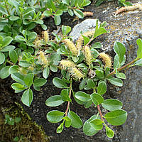 Саджанці Верби Сланкої (Salix Simulatrix)