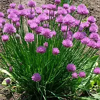 Саджанці Цибулі Шніт (Allium Schoenoprasum) P9