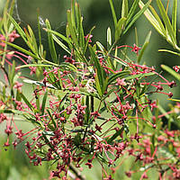 Саджанці Бересклету Карликового (Euonymus Nanus)