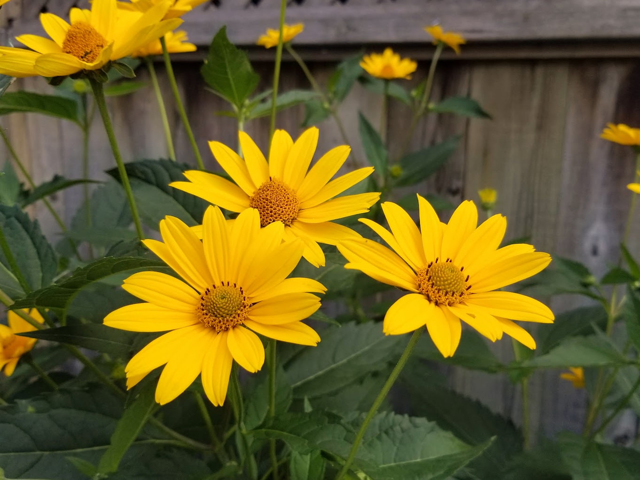 Саджанці Геліопсису шосткуватого (Heliopsis helianthoides) P9 - фото 3 - id-p1868407948