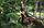 Fiskars Сікатор площинний Solid P121, 25,5 см, 141гр (1057160), фото 2