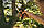 Fiskars Сікатор площинний Plus SmartFit P541, 26,5см, 194г (1057169), фото 3