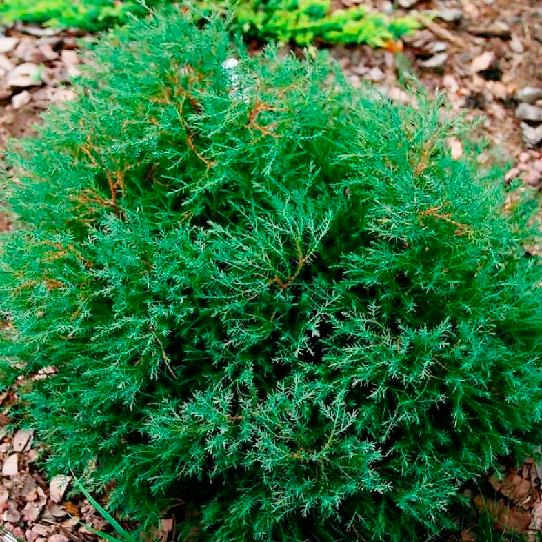 Саджанці Туї західної Ерікоідес (Thuja occidentalis Ericoides) P9