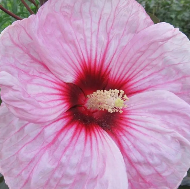 Саджанці Трав'янистого Гібіскуса Рожевого Гофрованого (Hibiscus Moscheutos), фото 1