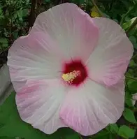 Саджанці Трав'янистого Гібіскуса Рожевого (Hibiscus Moscheutos)