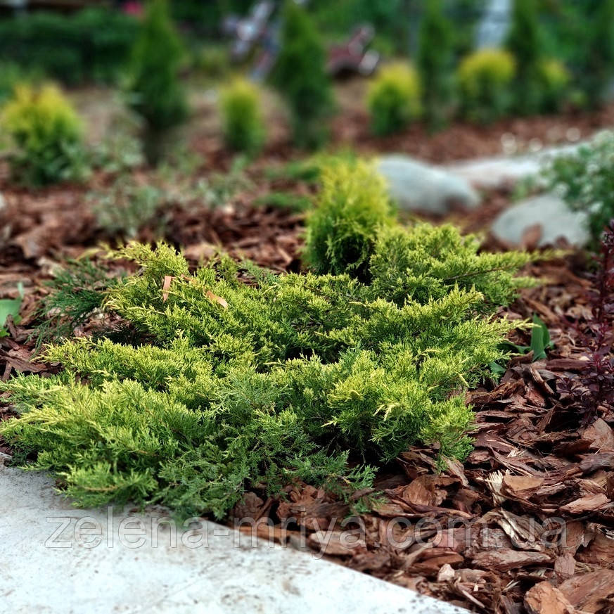 Кора соснова для мульчування, фото 1