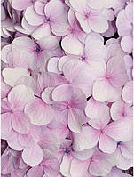 Фотообои в спальню над кроватью 3д розовые цветы 184x254 см Лепестки гортензии (3103P4A)+клей
