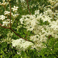 Лабазник вязолистный / Filipendula ulmaria