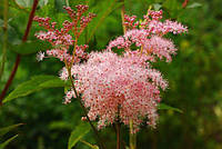 Лабазник вязолистный Розеа / Filipendula ulmaria Rosea